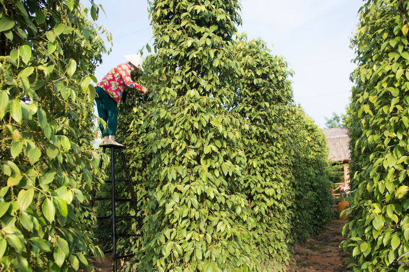 Pepper plantation on Phu Quoc island